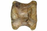 Hadrosaur (Edmontosaurus) Caudal Vertebra - South Dakota #113588-1